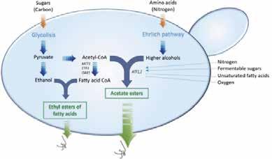 KILLBRETT é a solução simples e eficaz na vinificação no combate aos microorganismos de alteração tipo Brettanomyces. OENOZYM TH.