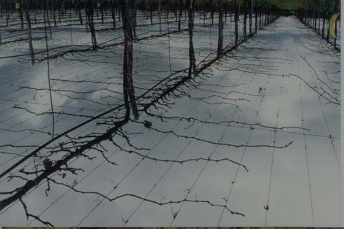 A redução da lâmina de irrigação é imprescindível para estimular o repouso das plantas.