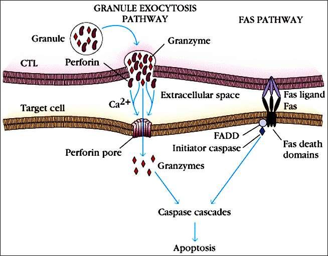 Citotoxicidade por Tc CD8 +