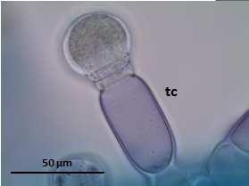 Tricomas capitados, formados por uma ou duas células apicais secretoras foram observados neste estudo, concordando com os dados descritos para a família Lamiaceae, segundo (20)