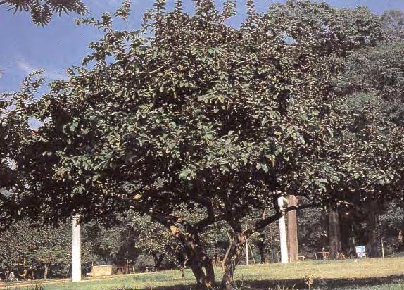 As espécies escolhidas foram pata-de-vaca, ipês branco e amarelo, resedá e corticeira.