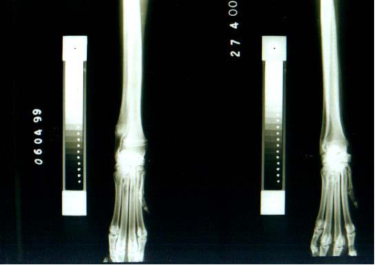 Schmidt et al. Figura 1.