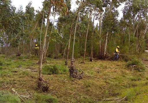 Esta formação teve por objetivos: faixas ao longo das 3 Zonas de Intervenção Florestal a Norte do Rio Sorraia.