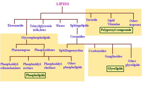Lipídeos 1. Fatty acyls 2. Glycerolipids (triglycerides) 3.