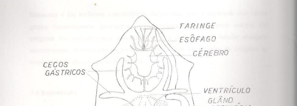 FISIOLOGIA GERAL FISIOLOGIA GERAL ÓRGÃOS SENSORIAIS E SISTEMA NERVOSO -Sistema nervoso composto de massa nervosa central nervos para várias partes do corpo SISTEMA DIGESTÓRIO - Abertura oral :