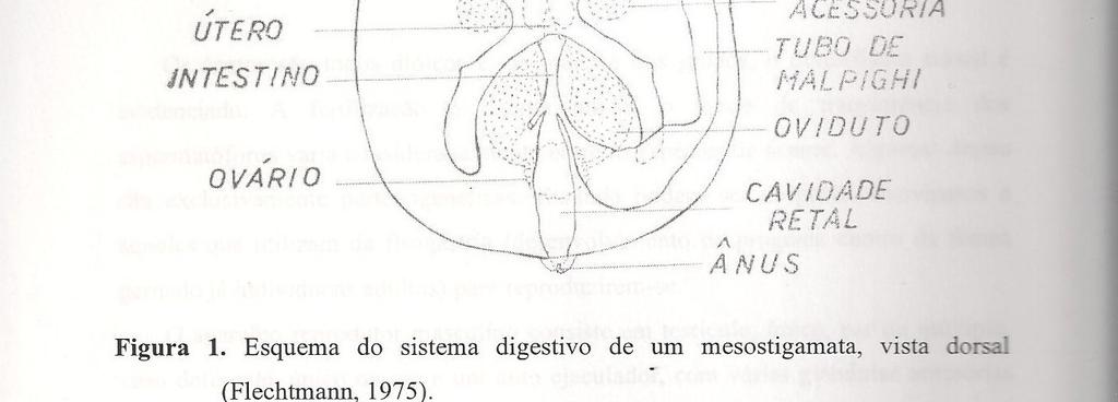 desenvolvido; variável número de cecos gástricos; - Curta ligação entre intestino médio e posterior, com ou sem túbulos de Malpighi; - Intestino posterior: - Cavidade ou bolsa retal ânus.