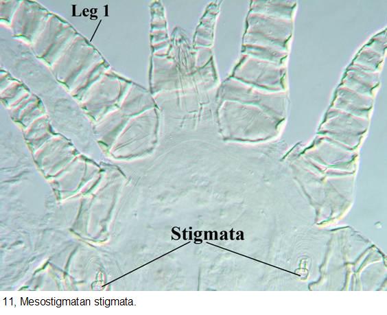 FISIOLOGIA GERAL GLANDULAR - Glândulas salivares alimentação; moduladores do fluxo sanguíneo, anticoagulante; - Também podem atuar na excreção, na osmose