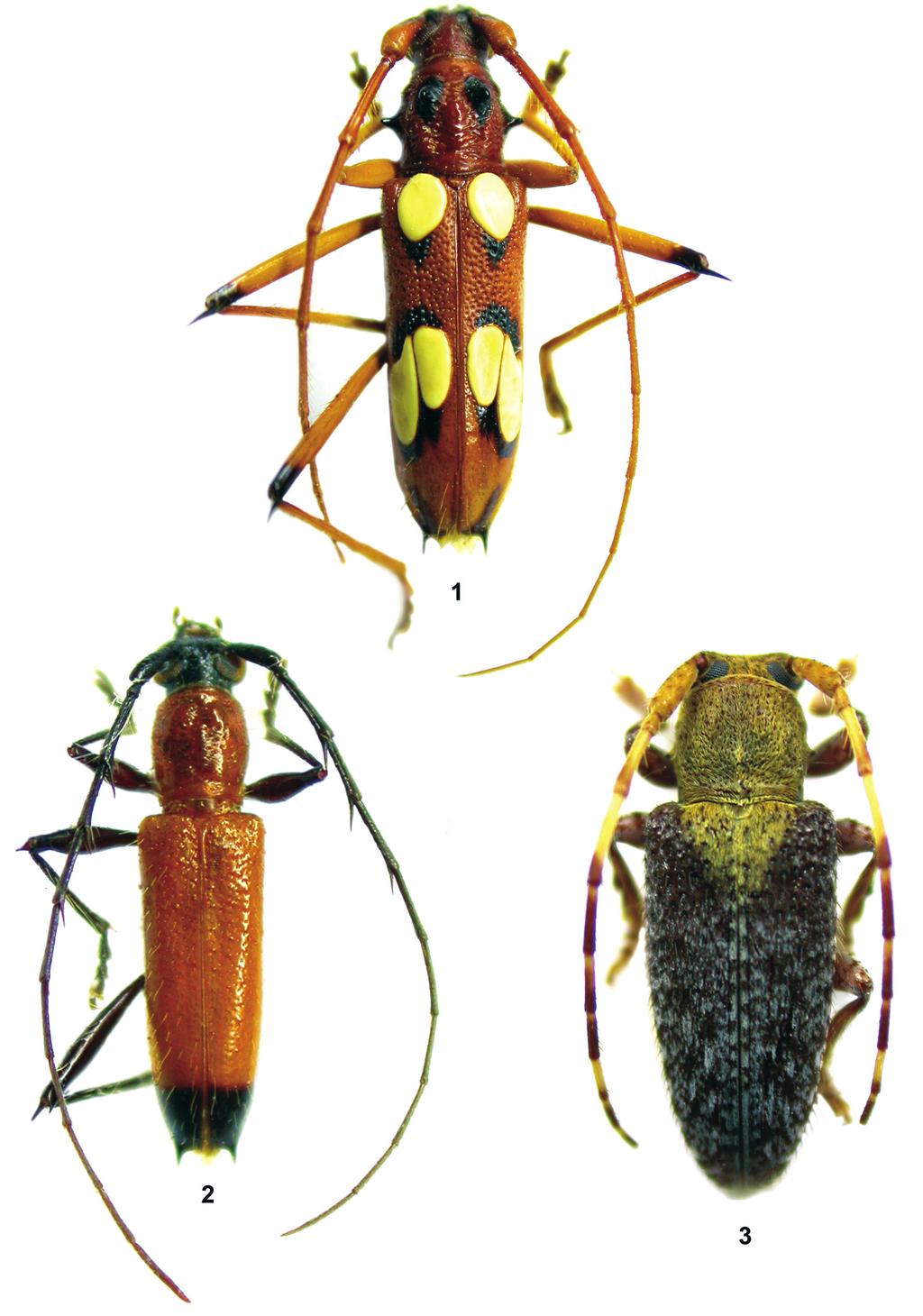 Papéis Avulsos de Zoologia, 49(12), 2009 147 Figuras 1 3: 1, Eburodacrys amabilis sp. nov.