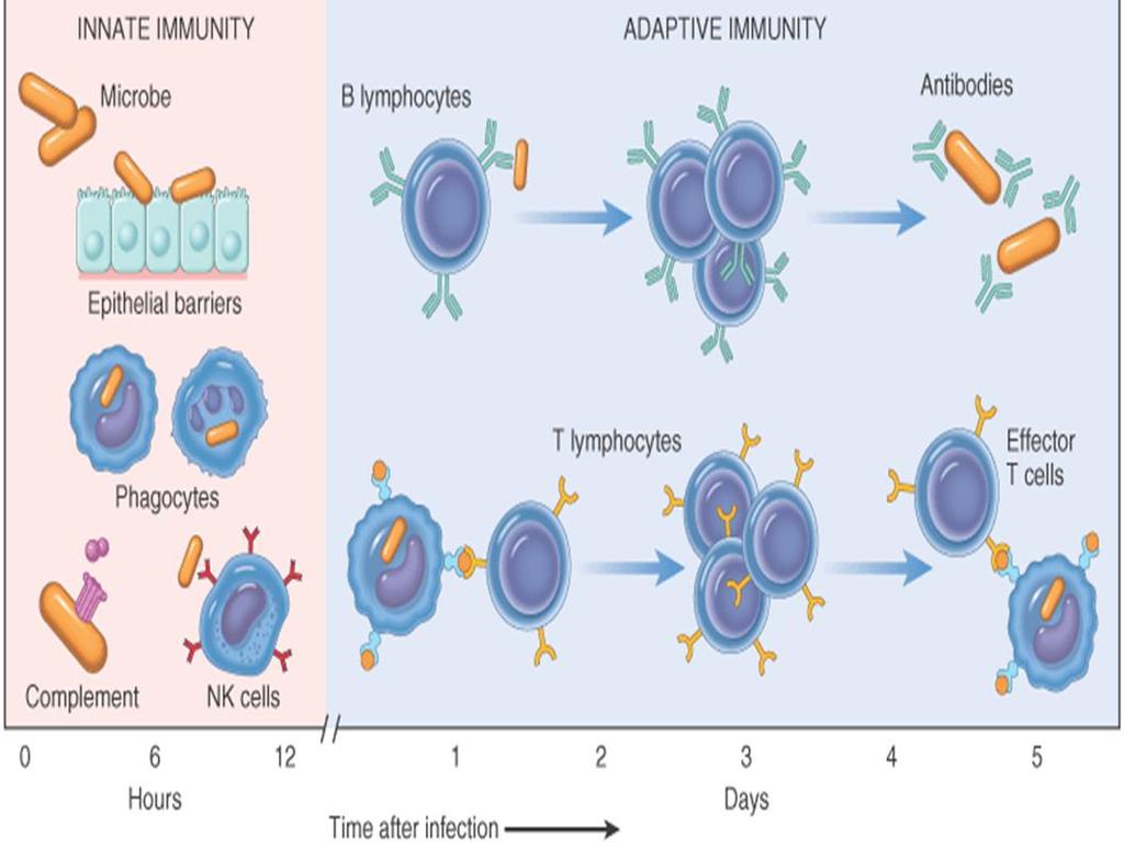 4. Observe com atenção a figura que ilustra o mecanismo de defesa específico desenvolvido pelo organismo, em resposta a patogénios.