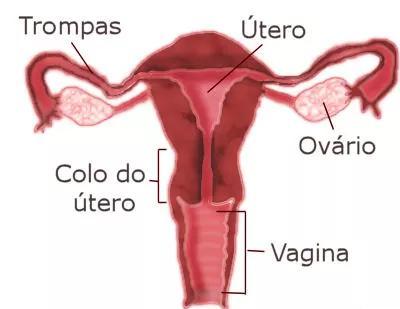 3. Observe a figura 1 relativa ao aparelho reprodutor feminino. a f b c e d Figura 1 Aparelho reprodutor feminino 3.1. Faça a legenda da figura. 3.2. Refira o local de produção dos gâmetas femininos.