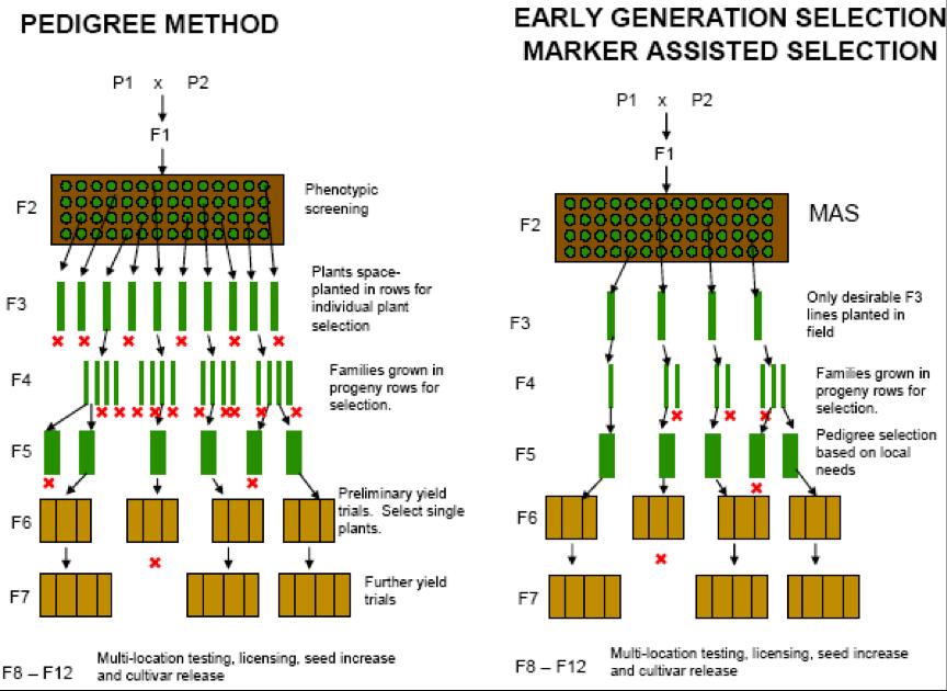 Genetic Recombination Artificial Crossing