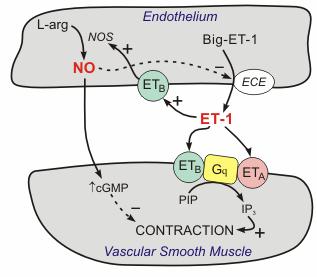 brônquios (Chalmers et al., 1997a) TNF e IL-8 produção de ET-1 por células epiteliais das vias aéreas em cultura (Yang et al.