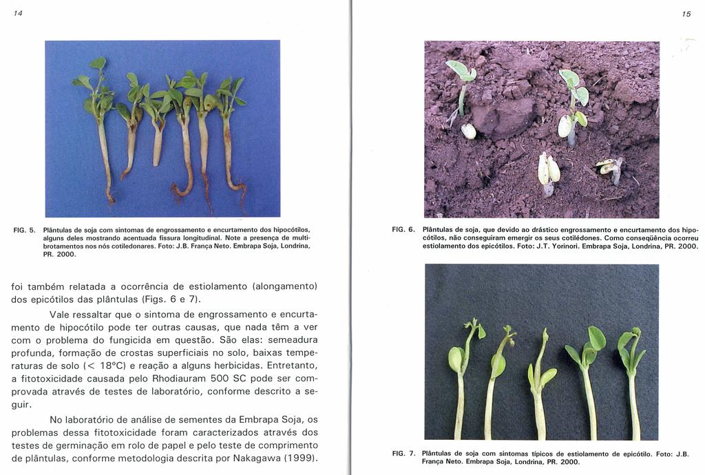 14 FIG. 5. 15 Plântulas de soja com sintomas de engrossamento e encurtamento dos hipocótilos, alguns deles mostrando acentuada fissura longitudinal.