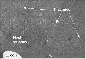 Vetores de clonagem Plasmídio - molécula
