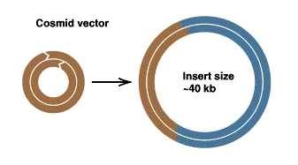 Vetores de clonagem Cosmídio - molécula de DNA extracromossômica circular