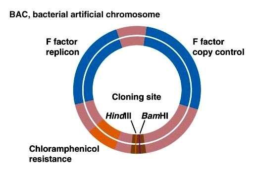 Vetores de clonagem BAC (Bacterial Artificial Chromosome) - cromossomo
