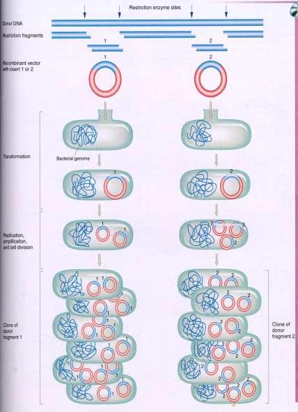 Plasmídios como vetores de clonagem