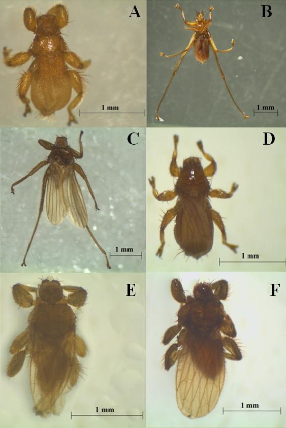 Figura 5. Representantes de algumas espécies de ectoparasitas coletados durante o período de estudo.