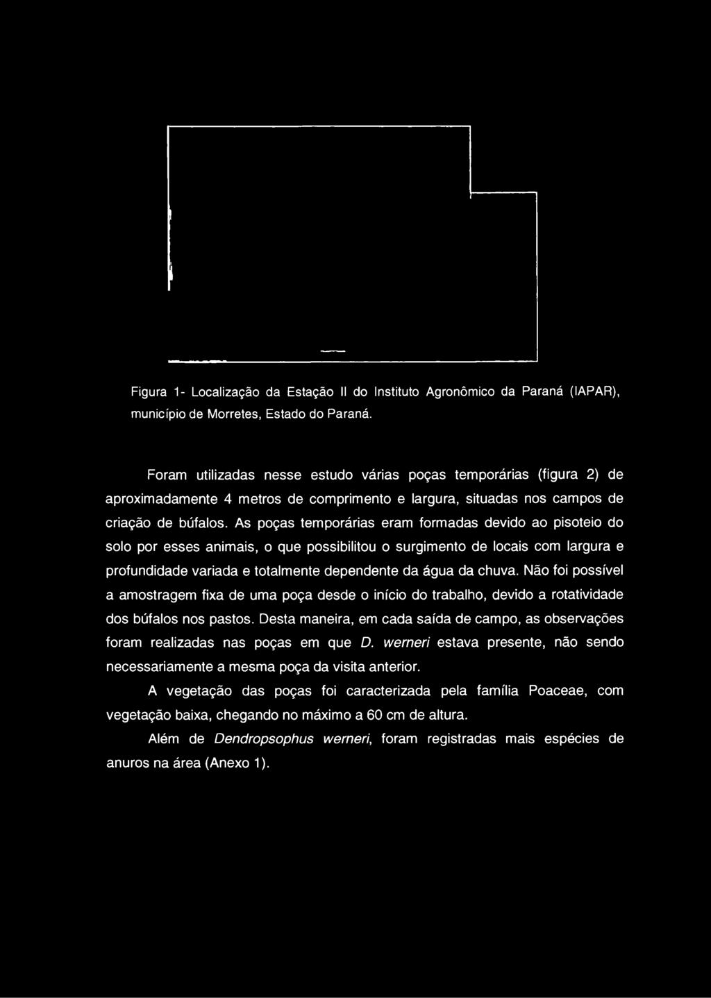 As poças temporárias eram formadas devido ao pisoteio do solo por esses animais, o que possibilitou o surgimento de locais com largura e profundidade variada e