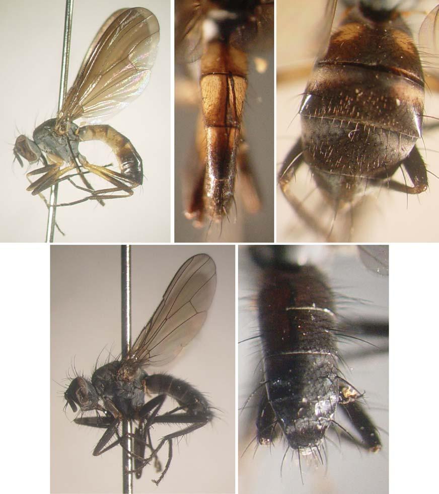 Cordiluroides Albuquerque from Costa Rica: first records, descriptions and taxonomic changes 343 1 2 3 4 5 Figs. 1-5. 1-3, Cordiluroides bistriata (Wulp).