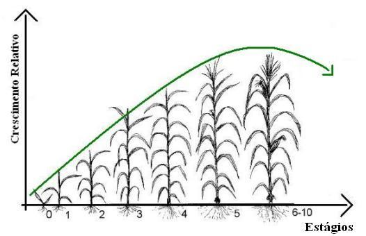 44 Figura 13 - Ciclo fenológico da cultura de milho. Figura adaptada de (Gleriani, 2004). Na figura 13, a linha verde ilustra o perfil espectro-temporal do milho.