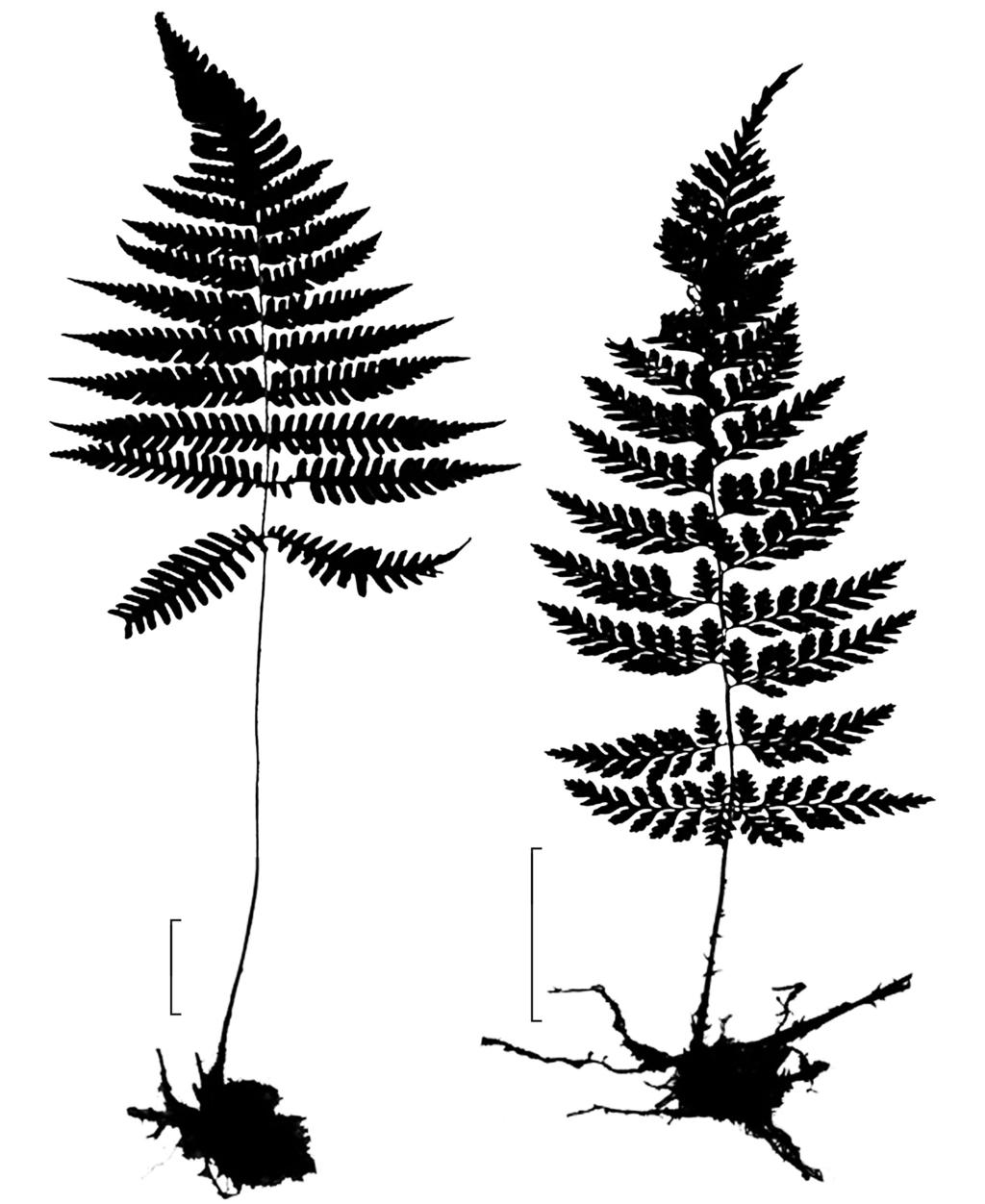 Dryopteridaceae de Carajás 1153 5 cm 5 cm a b Figura 1 a. Ctenitis nigrovenia fronde; b. Dryopteris huberi fronde (a. A.