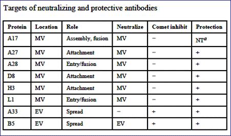 Smallpox virus (vírus da varíola humana) Esses 2 vírus apresentam antígenos (Ags) com componentes (Epítopos) semelhantes que são reconhecidos pelo