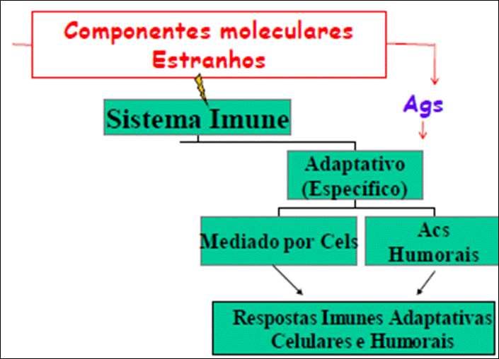 Visão Geral da Organização e do