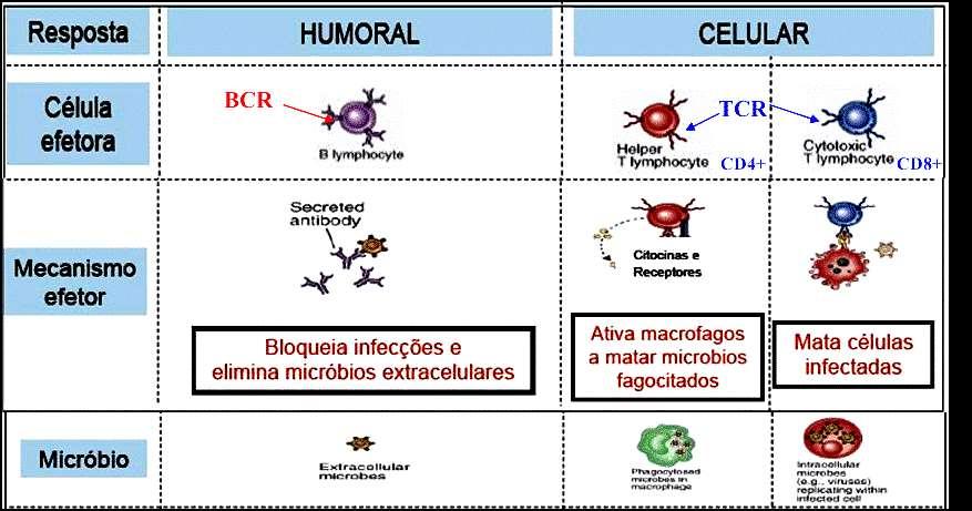 Principais Células e Moléculas