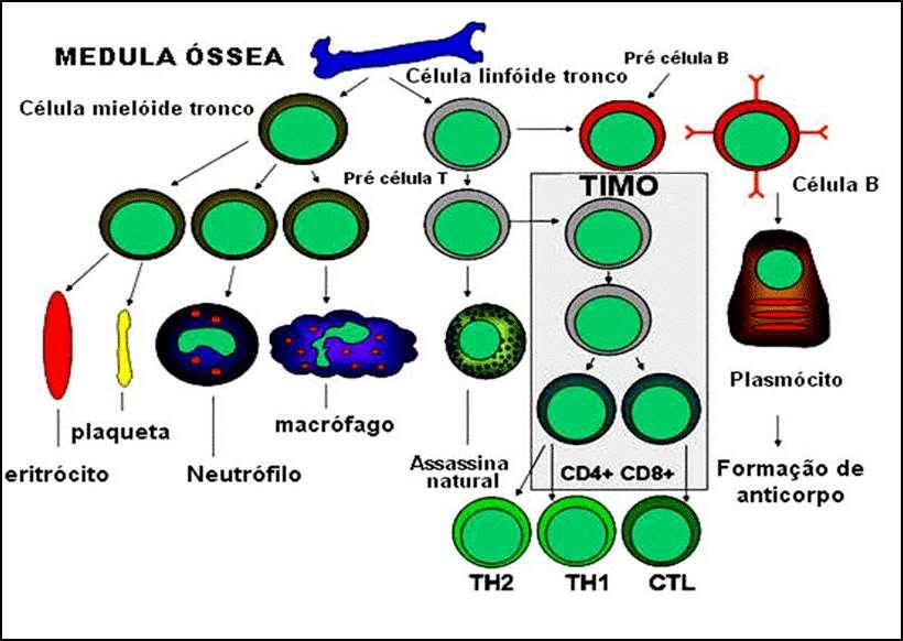 Fig. - Origem e desenvolvimento das