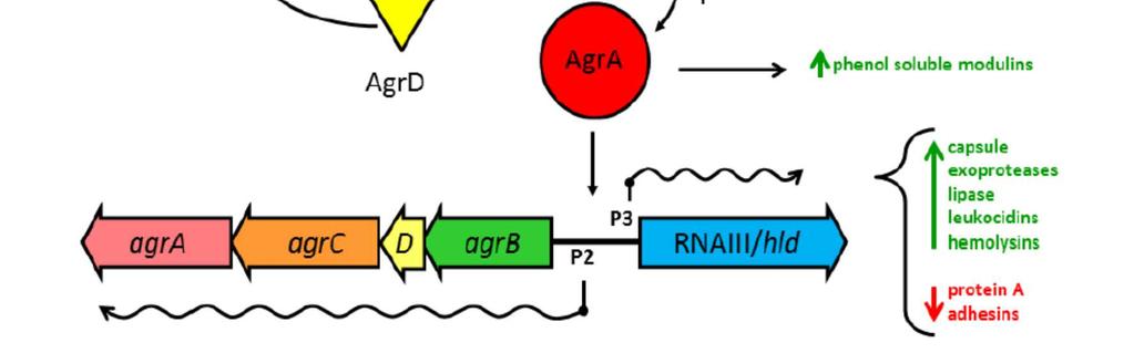 16 proteínas que estão associadas à virulência do S. aureus.