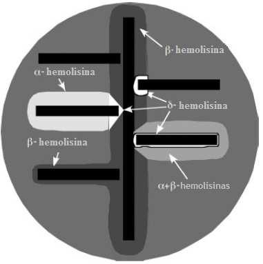 18 portanto, quando há a produção a toxina δ-hemolisina ocorre um realce na zona de hemólise onde as hemolisinas coincidem(79) (Figura 3). Figura 3.