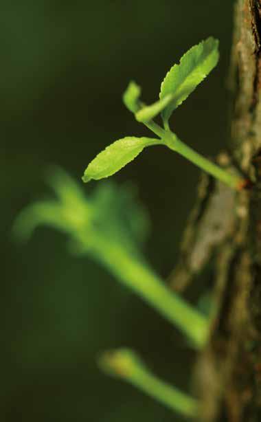 CRIADO POR HUMANOS, INSPIRADO PELA NATUREZA A Wicanders representa um equilíbrio único entre a criação de produtos inovadores e a proteção do ambiente, combinando a tecnologia mais avançada com as