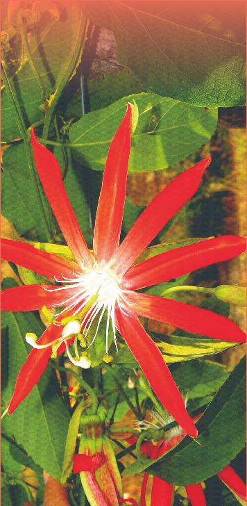 passiflora para uso como planta ornamental Cerrados Híbrido de maracujazeiro-azedo de alta produtividade Cerrados Cerrados Cerrados