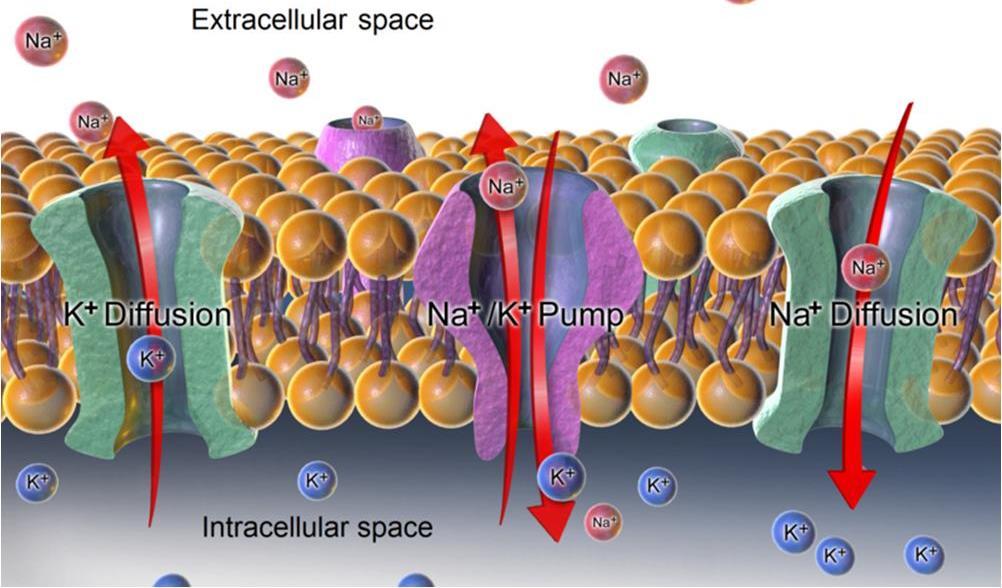 A membrana celular (ou membranas de organelas) apresenta a