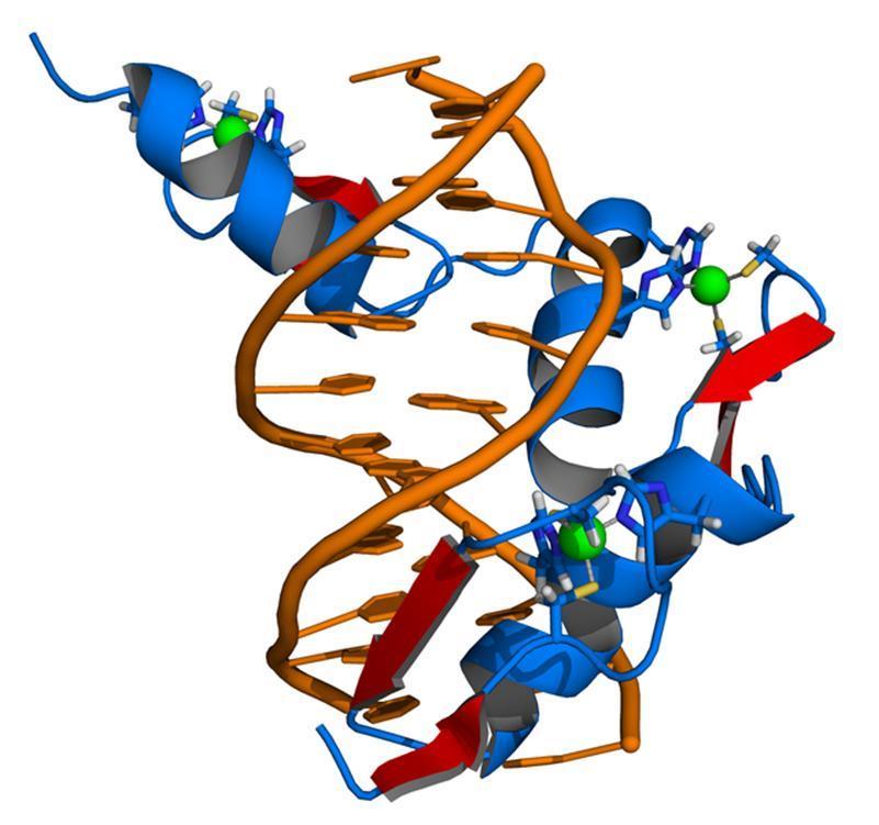 exemlos que estudaremos dentro da disciplina O Zn em proteínas que controlam o início da transcrição (DNA>>RNA) Função biológica: definição estrutural em proteínas - Fatores de transcrição Os fatores