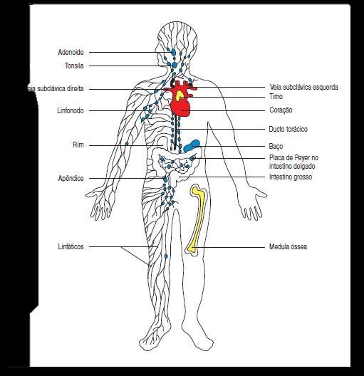 Órgãos linfóides Primários - Medula Óssea - Timo Secundários - Baço - Linfonodos - Placas de Peyer - Tonsilas -
