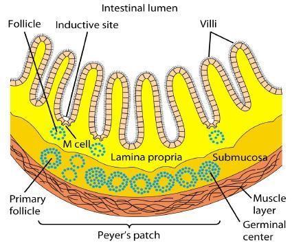 Órgãos linfoides secundários Placas de Peyer Nódulos