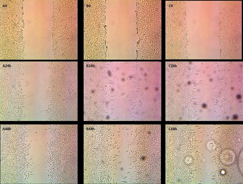 Figura 2 Imagens por microscopia óptica obtidas em  (A) Sem