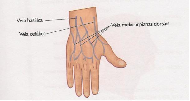 Perfura a fáscia do braço para terminar numa veia braquial. A veia cefálica é superficial e corre lateralmente ao membro superior (posição anatômica).