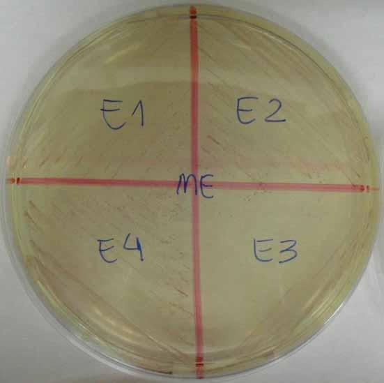 41 Anexo II Figura 1. Placa de ME para verificar pureza de 4 amostras de E. faecalis.