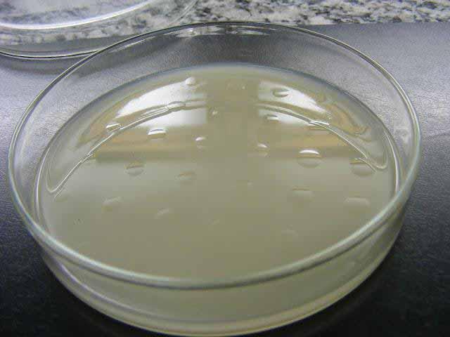 44 Figura 7. Placa com as bactérias recém inoculadas pelo Multiinoculador de Steer. (Fonte: Priscila Martins Leal, 2013). Figura 8.