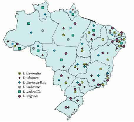 25 Figura 4 - Distribuição das principais espécies de flebotomíneos vetores da Leishmaniose Tegumentar Americana no Brasil, 25. Fonte: Manual de LTA (26).