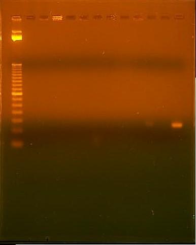 63 Figura 1: Gel de agarose 2% evidenciando a presença da banda 12pb na amostra 12C Coluna 1:marcador; coluna 2: controle negativo; colunas 3 até 1: amostras que não apresentaram replicação do DNA do