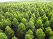 NOSSO NEGÓCIO Maximizar o valor de nossas florestas de maneira sustentável,