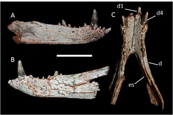Material e métodos 2.2 - Material O espécime estudado neste trabalho (LPRP/USP 0051) é composto pela região sinfiseal e parte anterior da mandíbula com dentes (Figura 4). Figura 4.