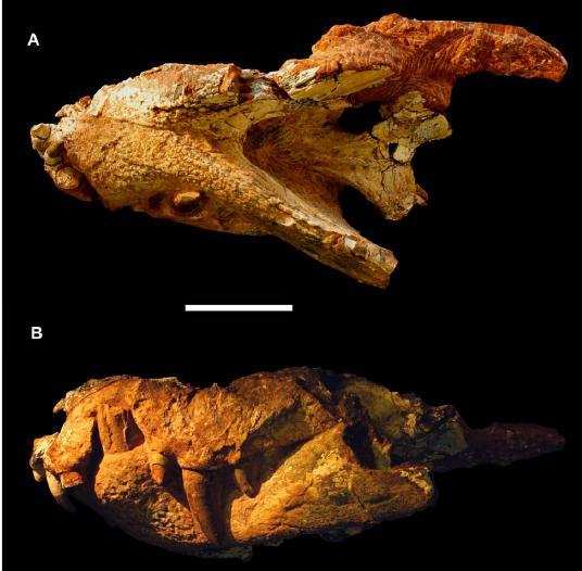 Material e métodos dentário igual a dez, a grande extensão da sínfise mandibular e a orientação sigmoidal das fileiras de dentes.