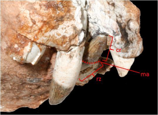 Material e métodos juvenil dos adultos é a posição do forame intramandibularis oralis em relação à sínfise mandibular, diferença essa melhor detalhada adiante. Figura 8.