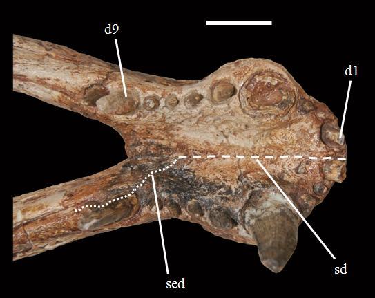 Descrição comparativa Figura 13. Região sinfiseal da mandíbula de Baurusuchus salgadoensis (MPMA 62-0001- 02), em vista oclusal.