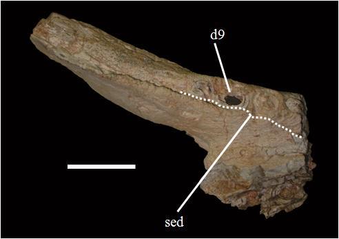Descrição comparativa Figura 15. Região sinfiseal da mandíbula de Stratiotosuchus maxhechti (DGM 1477-R), em vista oclusal. Legenda: d9, nono dente do dentário; sed, sutura esplenial-dentário.